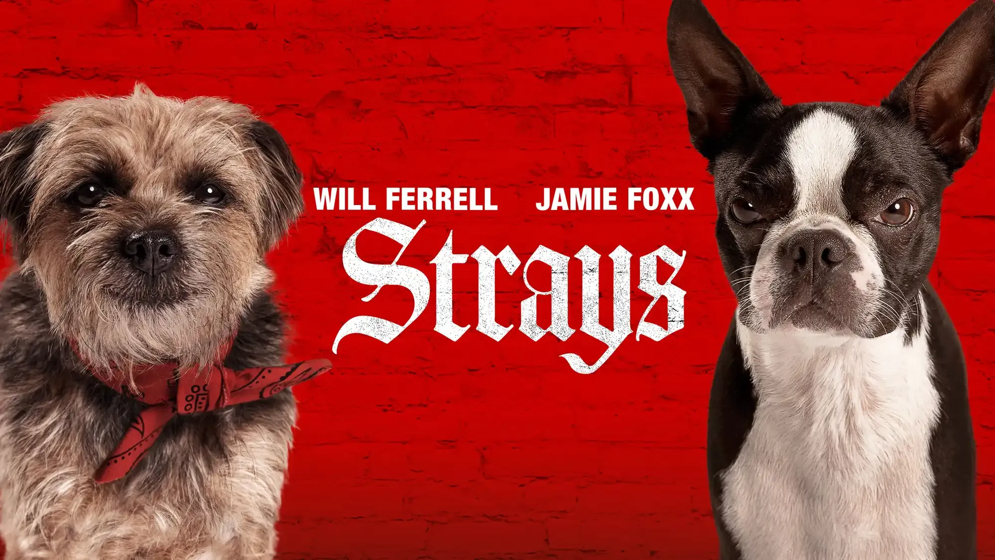 Strays movie review
